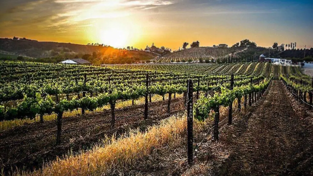 Leoness-Cellars-Vineyard