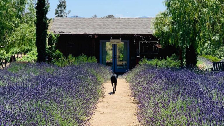 Temecula Lavender Company Front