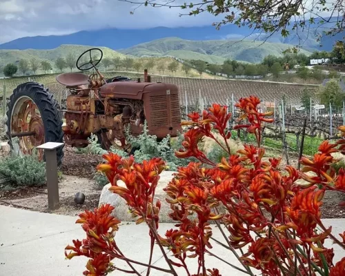Leoness Cellars Old tractor